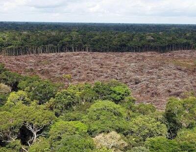 Foto de archivo tomada en 2013 de arboles talados en la selva amazónica (Brasil).