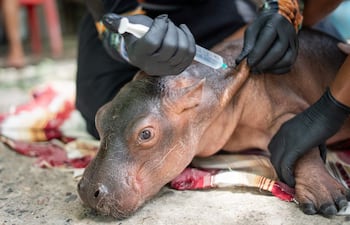 Esta imagen, distribuida por la Oficina de Prensa de la Autoridad Ambiental Cornare el 4 de agosto de 2026, muestra a personal veterinario brindando atención médica a un hipopótamo recién nacido luego de que fuera rescatado por pescadores en una zona rural y entregado a la autoridad ambiental Cornare para su traslado al Parque Temático Hacienda Nápoles, donde sería sometido a una evaluación veterinaria, en Puerto Triunfo, departamento de Antioquia, Colombia.