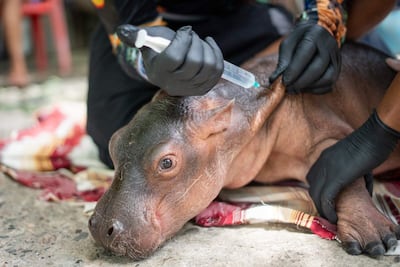 Esta imagen, distribuida por la Oficina de Prensa de la Autoridad Ambiental Cornare el 4 de agosto de 2026, muestra a personal veterinario brindando atención médica a un hipopótamo recién nacido luego de que fuera rescatado por pescadores en una zona rural y entregado a la autoridad ambiental Cornare para su traslado al Parque Temático Hacienda Nápoles, donde sería sometido a una evaluación veterinaria, en Puerto Triunfo, departamento de Antioquia, Colombia.