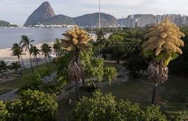 Palmeras Talipot (Corypha umbraculifera) florecen por primera vez en el parque Aterro do Flamengo en Río de Janeiro, Brasil, el 8 de diciembre de 2025.