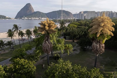 Palmeras Talipot (Corypha umbraculifera) florecen por primera vez en el parque Aterro do Flamengo en Río de Janeiro, Brasil, el 8 de diciembre de 2025.