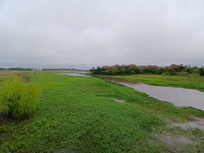 El crecimiento acelerado de las denominadas macrófitas, conocidas comúnmente como camalotes obstruyen el canal principal del arroyo Ñeembucú y producen mortandad de peces por falta de oxígeno.