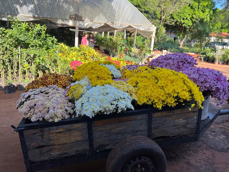 Una infinidad de flores espera a los visitantes en la compañía Cabañas, ofreciendo un colorido paisaje y variadas opciones para quienes buscan llevar belleza natural a sus hogares.