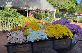 Una infinidad de flores espera a los visitantes en la compañía Cabañas, ofreciendo un colorido paisaje y variadas opciones para quienes buscan llevar belleza natural a sus hogares.