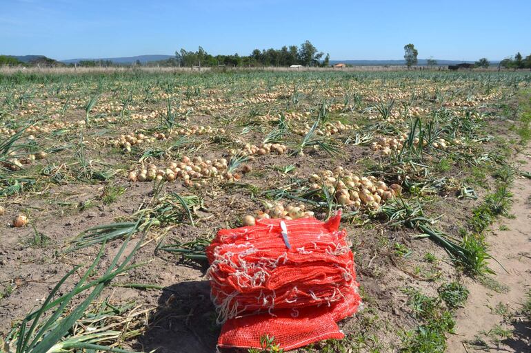 Cebolleros suspenden la cosecha y alertan que su producción podría perderse si no encuentran compradores.