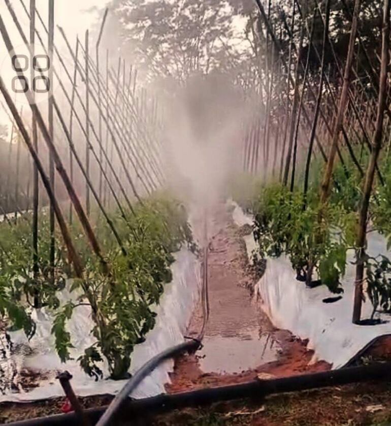 Los agricultores realizaron riegos durante la madrugada para proteger sus cultivos de las heladas
