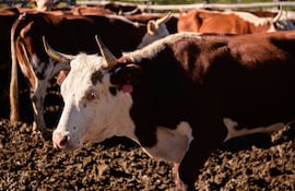 Imagen ilustrativa de cabezas de ganado.