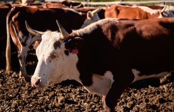 Imagen ilustrativa de cabezas de ganado.