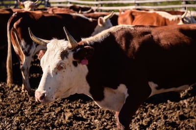 Imagen ilustrativa de cabezas de ganado.