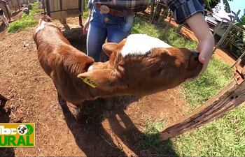 ABC Rural: Cría de terneras lecheras con sistema de guachera