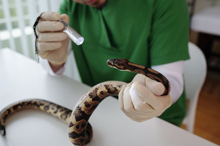 Veterinario examina a una serpiente.