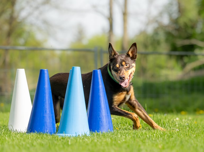 Ejercicios de propiocepción para perros.