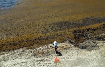 Esta vista aérea muestra a un trabajador municipal retirando el sargazo acumulado de la costa en Playa del Carmen, estado de Quintana Roo, México, el 6 de agosto de 2026.