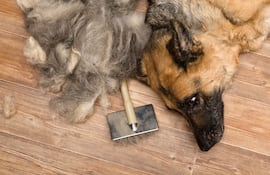 Perro de la raza pastor alemán y la muda de pelo.