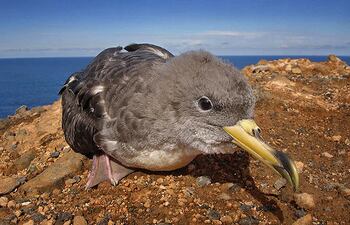 La pardela cenicienta amenazada por la cantidad de plásticos en el oceano.