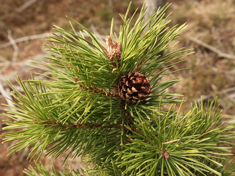 Pinus contorta.