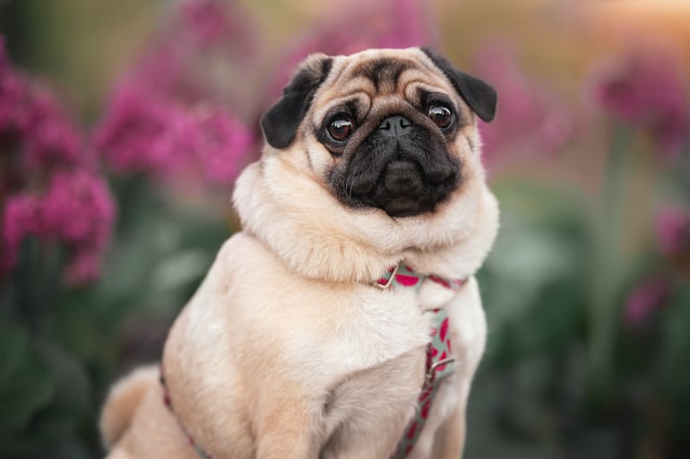 Perro de la raza Pug.