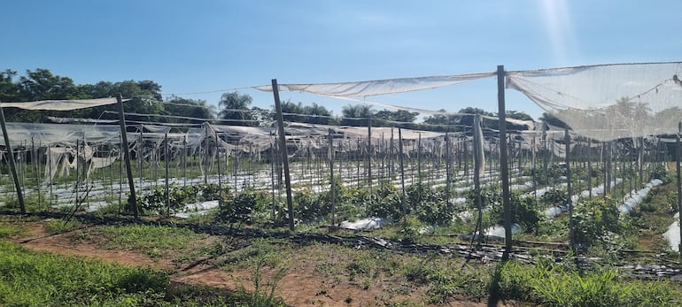 La finca de la familia de Ignacio Fariña, donde cuentan con una gran variedad de cultivos frutihortícolas de acuerdo a cada temporada.