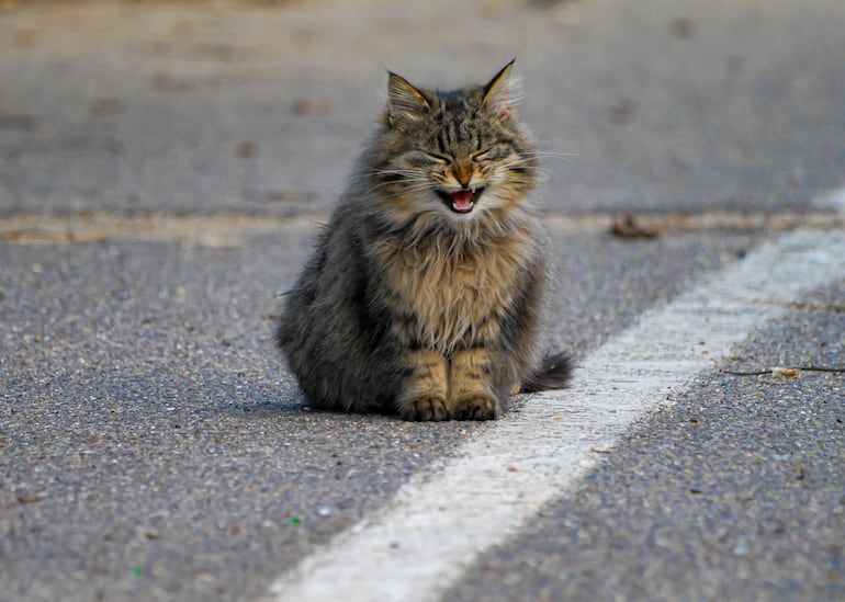 Concepto de abandono animal.