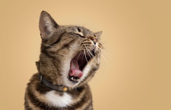 Gato solo y aburrido, imagen ilustrativa.