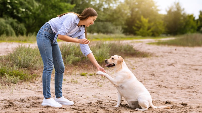 Adiestramiento canino.