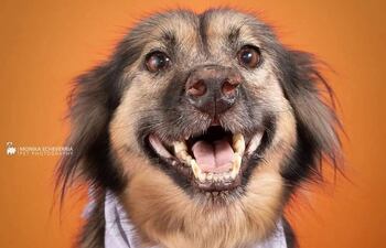 Huellitas Paraguay es una organización sin ánimo de lucro a favor de los peludos sin hogar.