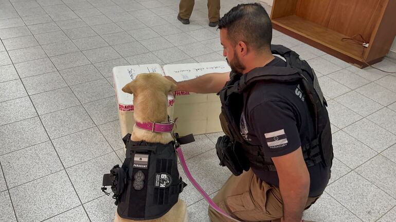 El can antidrogas "Lala" reaccionó al cargamento de droga.