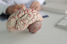 Cerebro, imagen ilustrativa.