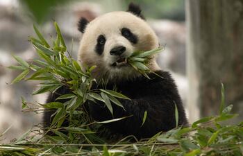 Vuelve la diplomacia panda: China envía dos osos a Washington, uno de ellos es Qing Bao.
