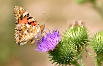 Mariposa cardera (Vanessa cardui).