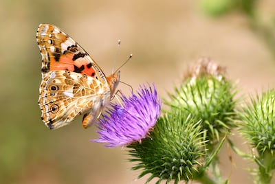 Mariposa cardera (Vanessa cardui).