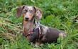 En los Dachshund, el perímetro torácico define la variedad y también ayuda a prever necesidades de manejo y salud.