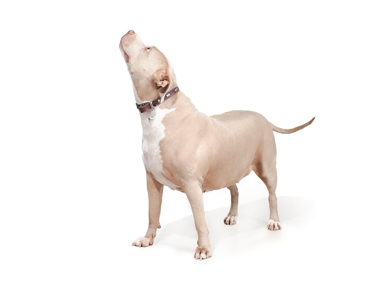 Qué es la pseudogestación en perras.