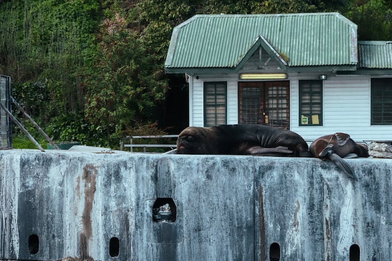 Leones marinos descansando en Valdivia, Chile.
