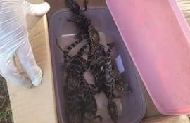 Manos manipulando caja con reptiles, en un ambiente exterior con césped y planta al fondo.
