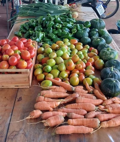Tomates en caja, pimientos, calabacines y zanahorias, forman parte de la producción en la huera urbana en Ayolas.