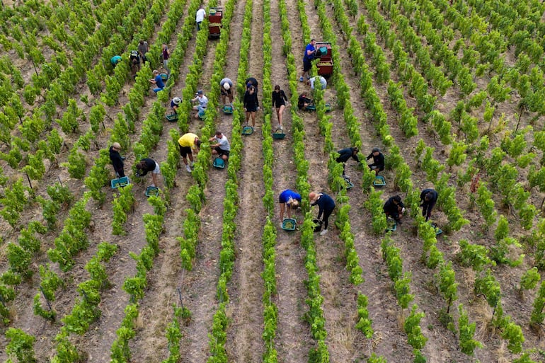 Esta fotografía aérea muestra a vendimiadores recogiendo uvas (Imagen ilustrativa)