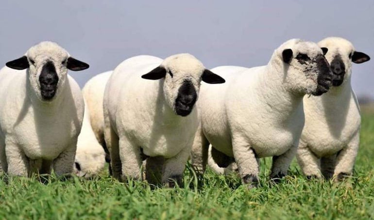 Ovejas de la raza Hampshire Down.