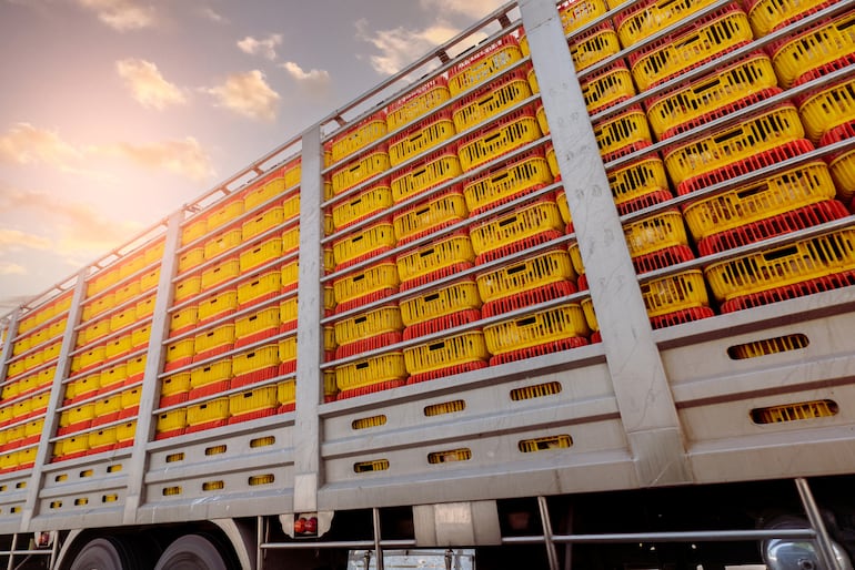 Pollos paraguayos despegan con inversión, expansión y nuevos mercados