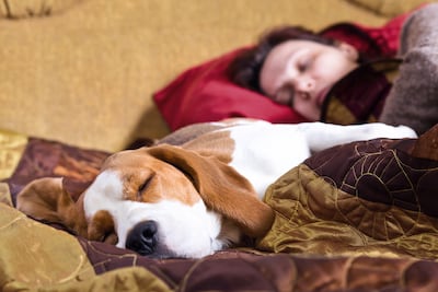 Cuando hace frío se vuelve más tentador invitar al perro a subirse a la cama.