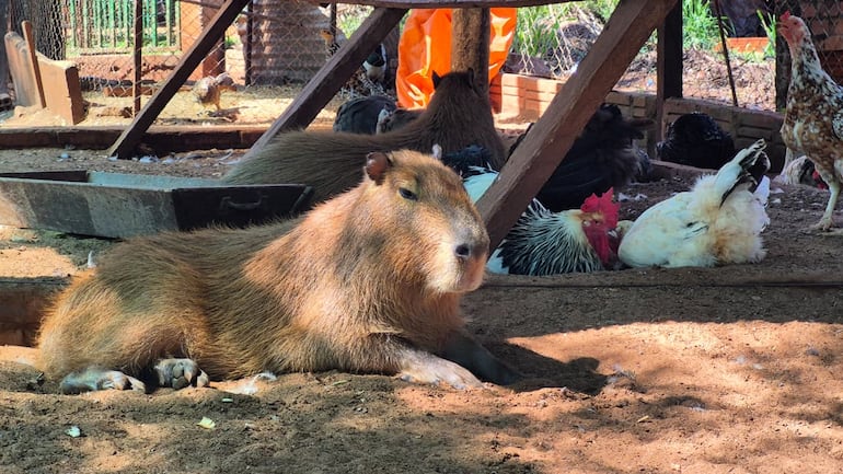 Granja Don Severo: celebrarán la Pascua con una gran feria, con la naturaleza, los animales y los infaltables carpinchos