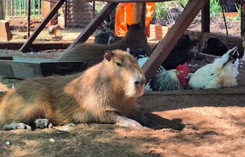 Carpincho en el mismo corral con gallinas y otras aves en la Granja Educativa y Recreativa Don Severo, en Encarnación.