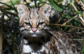 El tirica, una de las especies de felidos más pequeñas de Latinoamérica.  Foto: © pimentavix – iNaturalist.