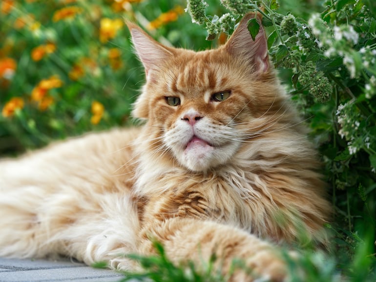 Gato en un jardín.