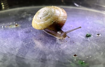 Esta fotografía, tomada el 2 de febrero de 2026, muestra un caracol de las Bermudas (Poecilozonites bermudensis), que forma parte de un programa de cría, bajo un microscopio en el zoológico de Chester, en el noroeste de Inglaterra.