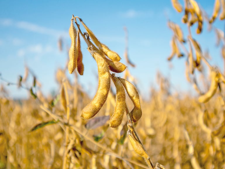 Claves para una desecación eficiente: rendimiento y control de malezas