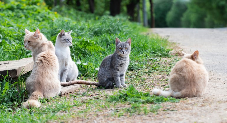 Gatos.
