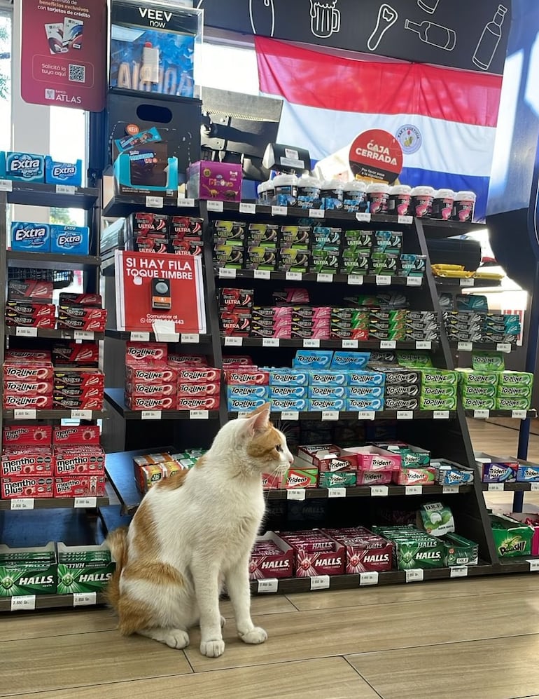 Rubio era conocido por "pedir" comida a los clientes guiándolos hasta la góndola de balanceados para gatos.