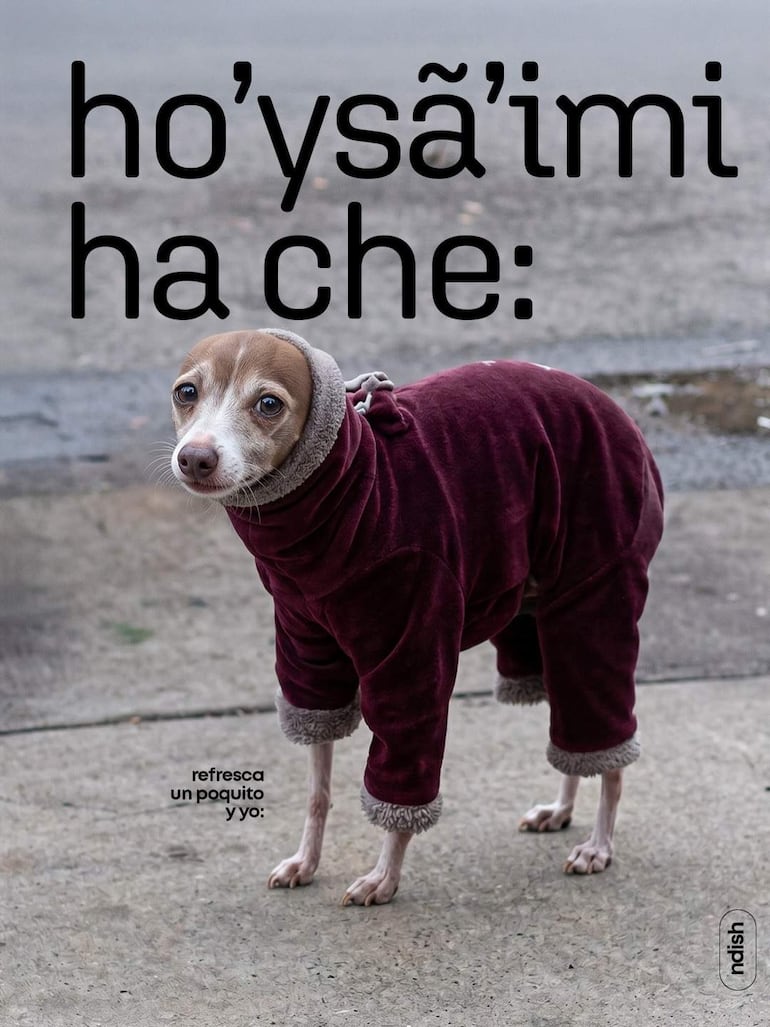 Perro curioso con abrigo burdeos sobre pavimento de cemento, observando atentamente hacia la cámara.