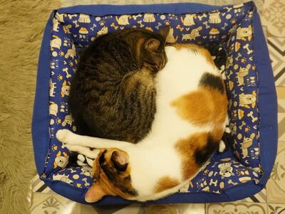 Varios gatos fueron reubicados y ahora tienen nuevos hogares.